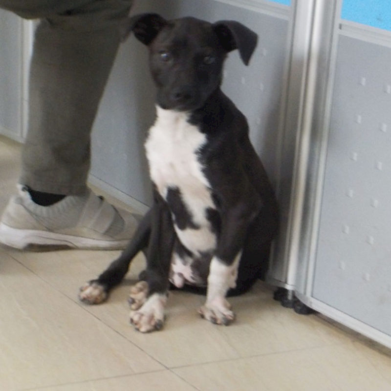 南投縣公立動物收容所,編號:447598, 混種犬          