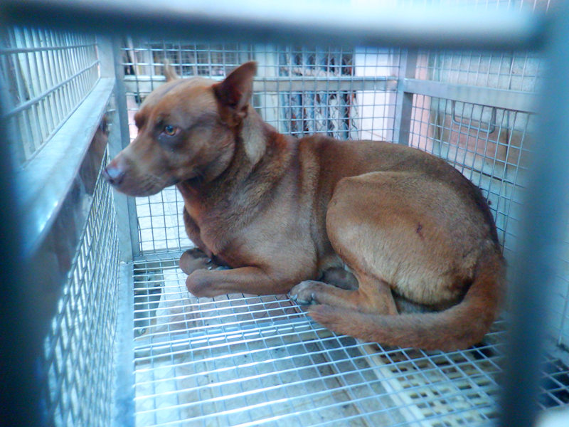 南投縣公立動物收容所,編號:447414, 混種犬          