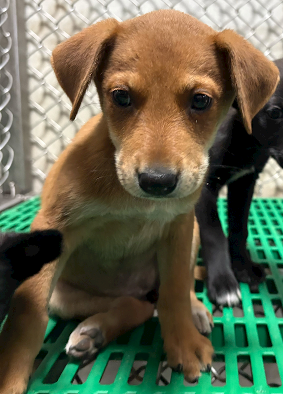 臺東縣動物收容中心,編號:446670, 混種犬          