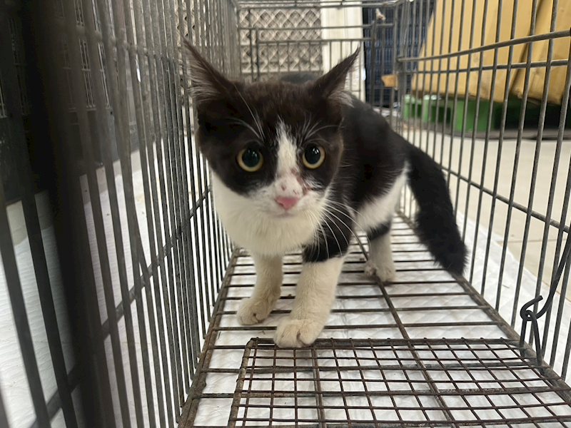 金門縣動物收容中心,編號:447553, 混種貓                 