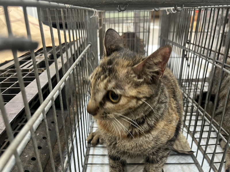 金門縣動物收容中心,編號:447552, 混種貓                 