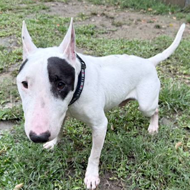 桃園市動物保護教育園區,編號:447215, 牛頭梗