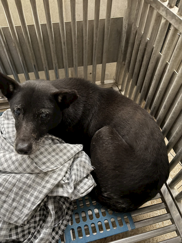 新北市淡水區公立動物之家,編號:442742, 混種犬          