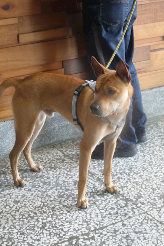 宜蘭縣流浪動物中途之家,編號:448643, 混種犬          