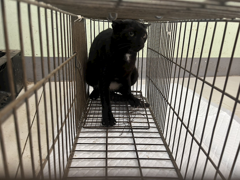 金門縣動物收容中心,編號:448638, 混種貓                 