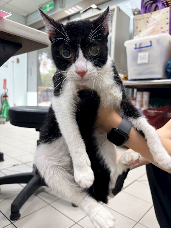 彰化縣流浪狗中途之家,編號:448628, 混種貓                 