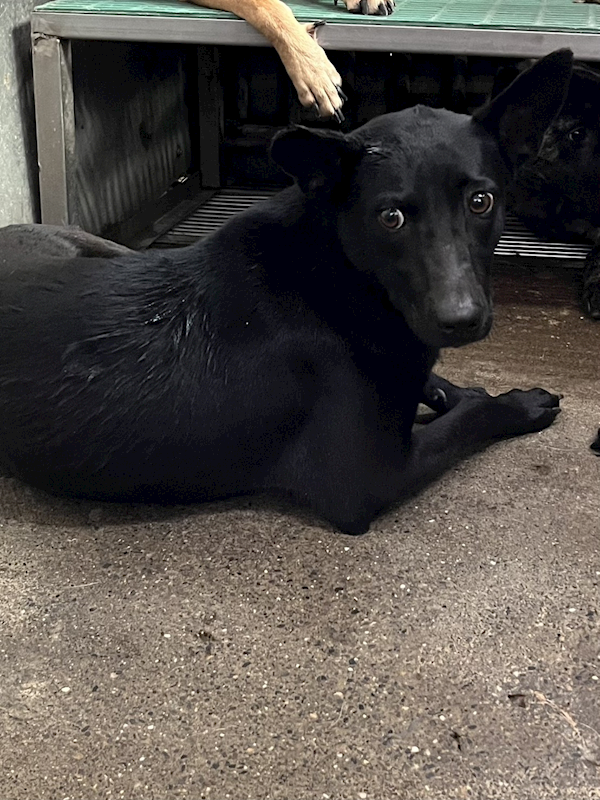 彰化縣流浪狗中途之家,編號:448622, 混種犬          