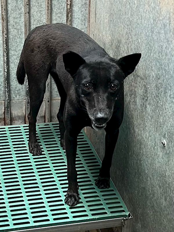 彰化縣流浪狗中途之家,編號:448619, 混種犬          