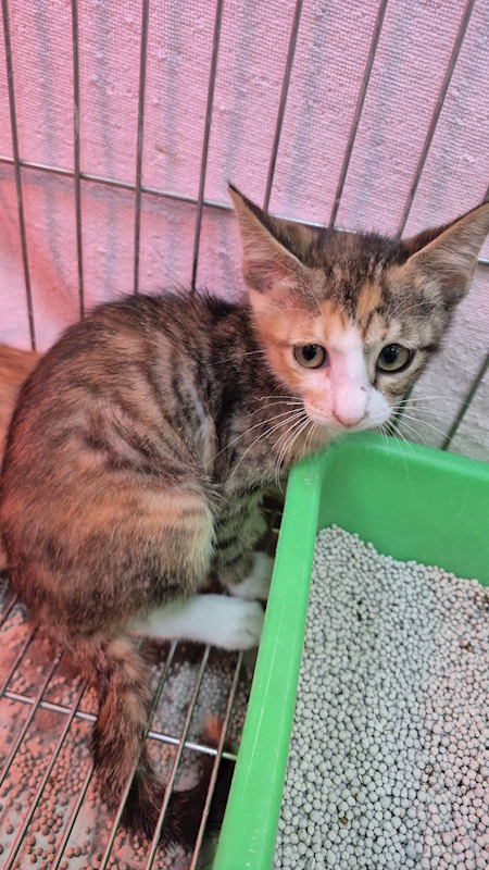 新北市八里區公立動物之家,編號:440847, 混種貓                 