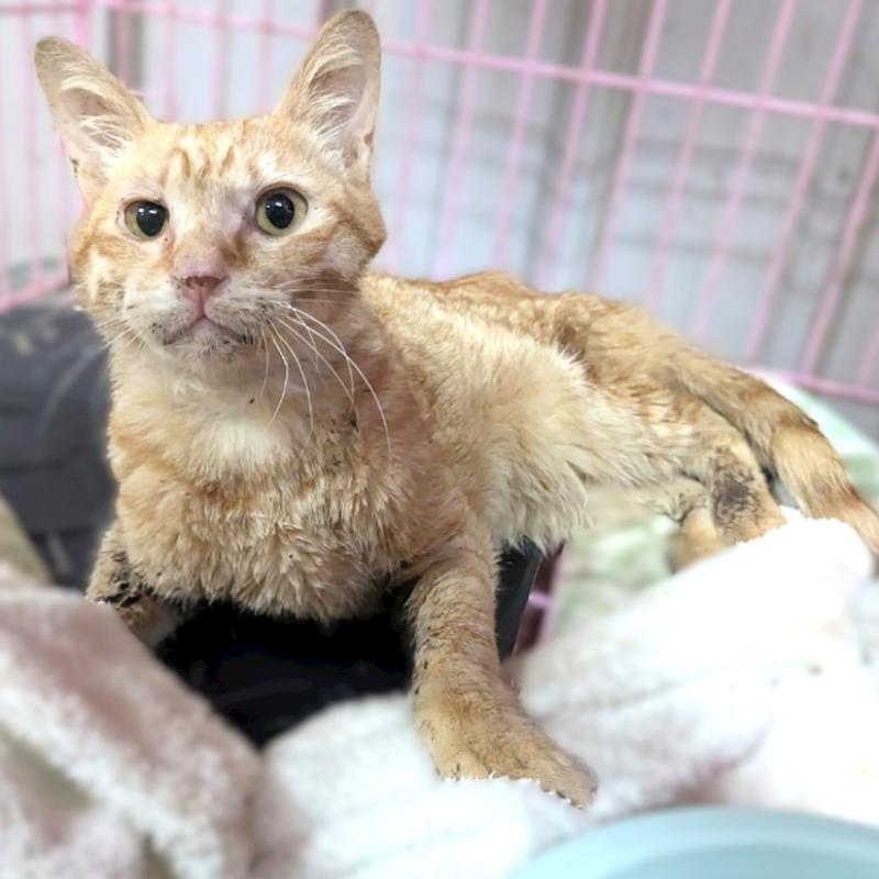 新竹縣動物保護教育園區,編號:444330, 混種貓                 