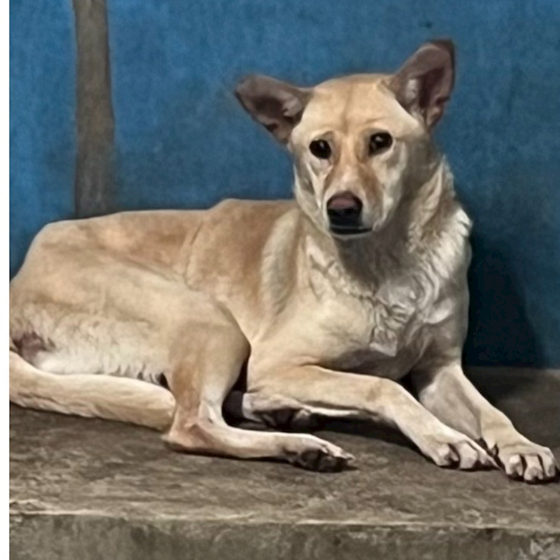 苗栗縣動物保護教育園區,編號:448556, 混種犬          