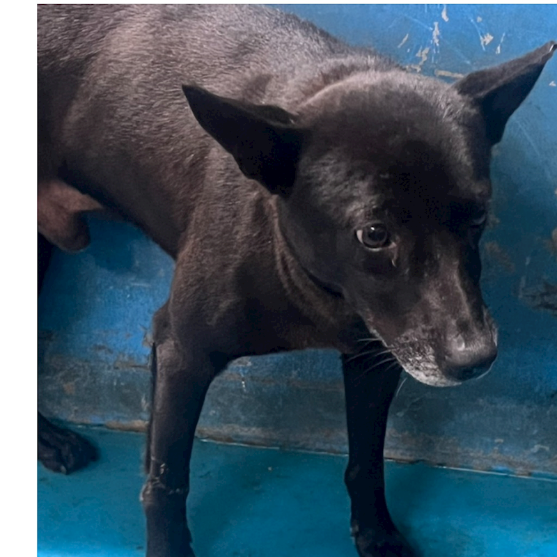 苗栗縣動物保護教育園區,編號:448573, 混種犬          