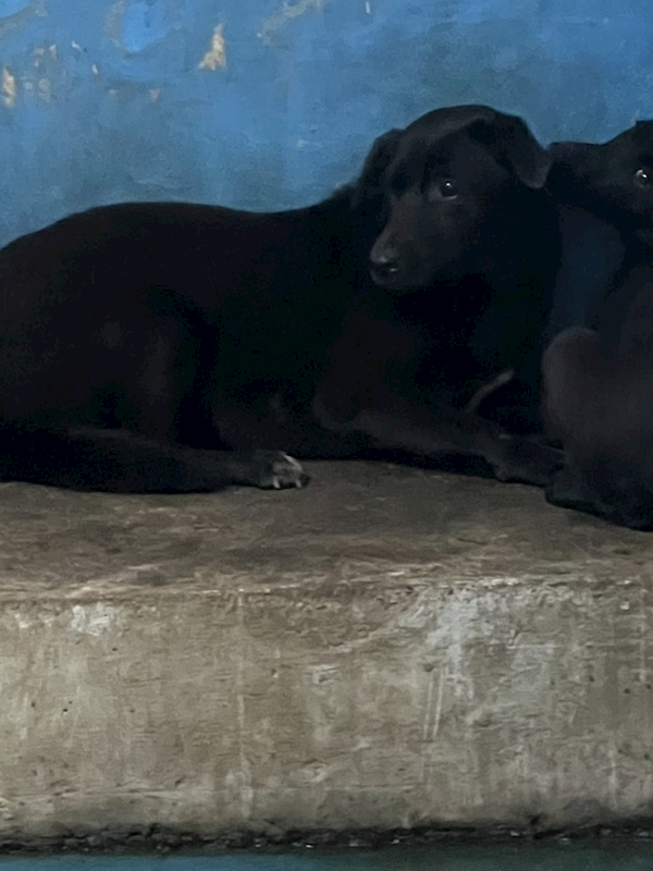 苗栗縣動物保護教育園區,編號:448584, 混種犬          