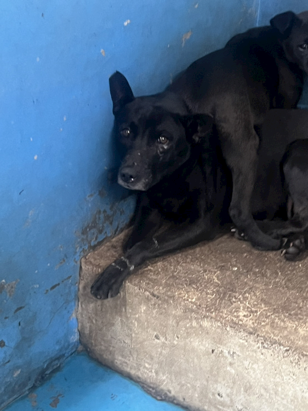 苗栗縣動物保護教育園區,編號:448583, 混種犬          