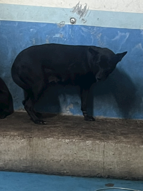 苗栗縣動物保護教育園區,編號:448581, 混種犬          