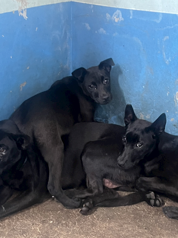 苗栗縣動物保護教育園區,編號:448579, 混種犬          