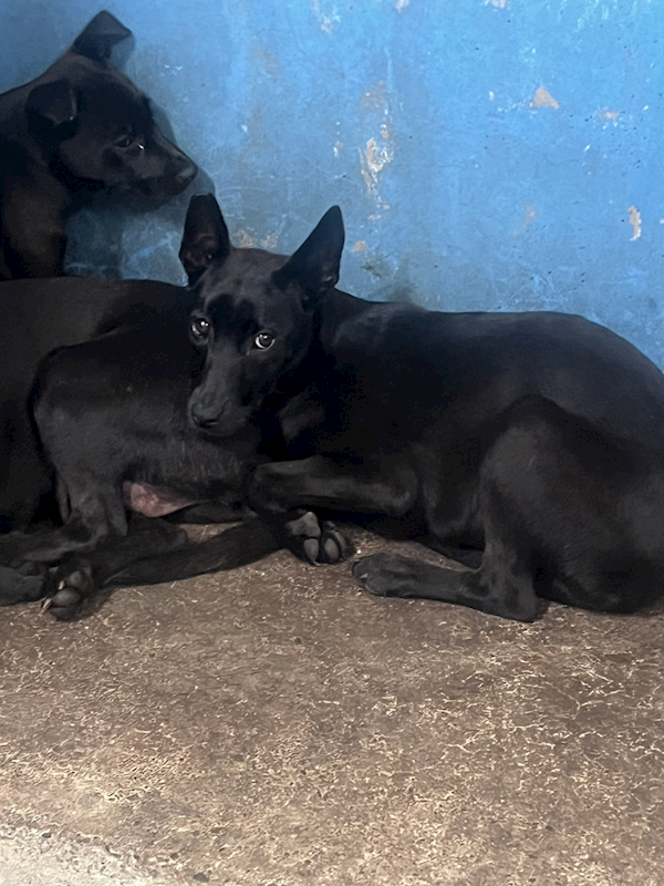 苗栗縣動物保護教育園區,編號:448576, 混種犬          