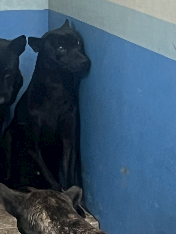 苗栗縣動物保護教育園區,編號:448570, 混種犬          