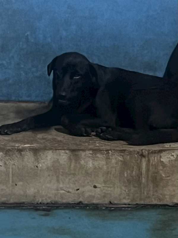 苗栗縣動物保護教育園區,編號:448566, 混種犬          