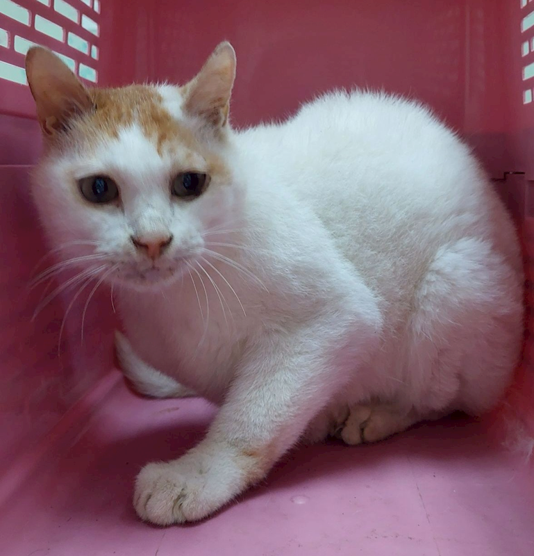 花蓮縣狗貓躍動園區,編號:427058, 混種貓                 