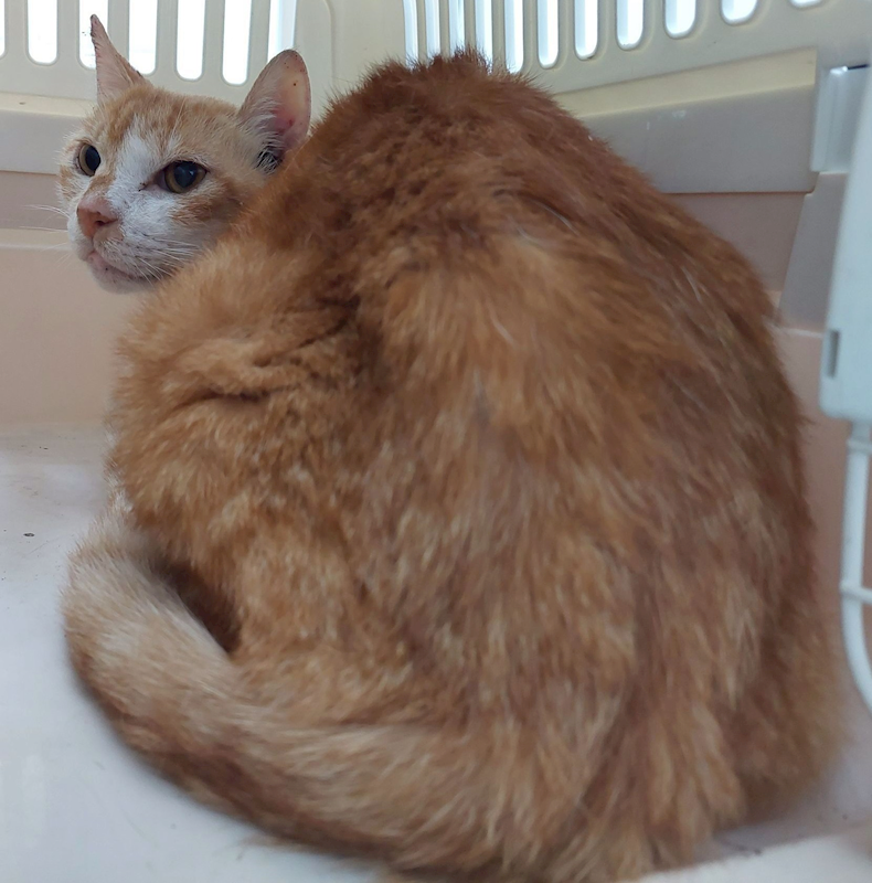 花蓮縣狗貓躍動園區,編號:427060, 混種貓                 