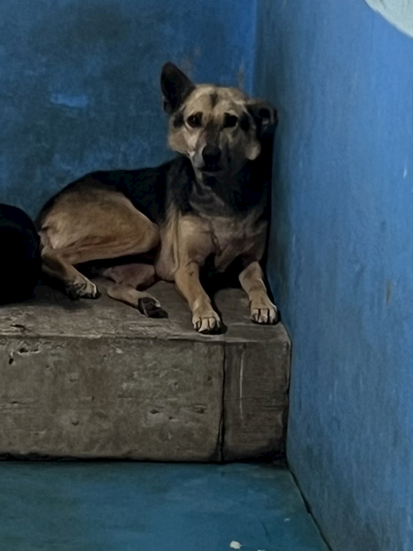苗栗縣動物保護教育園區,編號:448558, 混種犬          