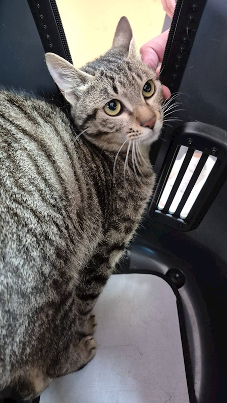 新北市八里區公立動物之家,編號:448534, 混種貓                 