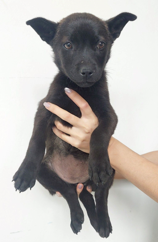 花蓮縣狗貓躍動園區,編號:441618, 混種犬          