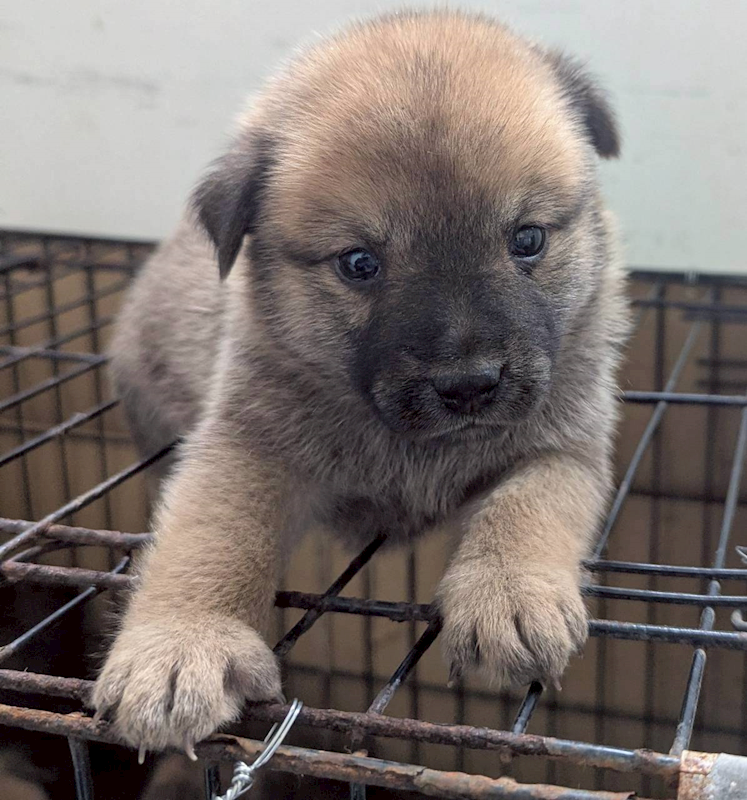 花蓮縣狗貓躍動園區,編號:440357, 混種犬          