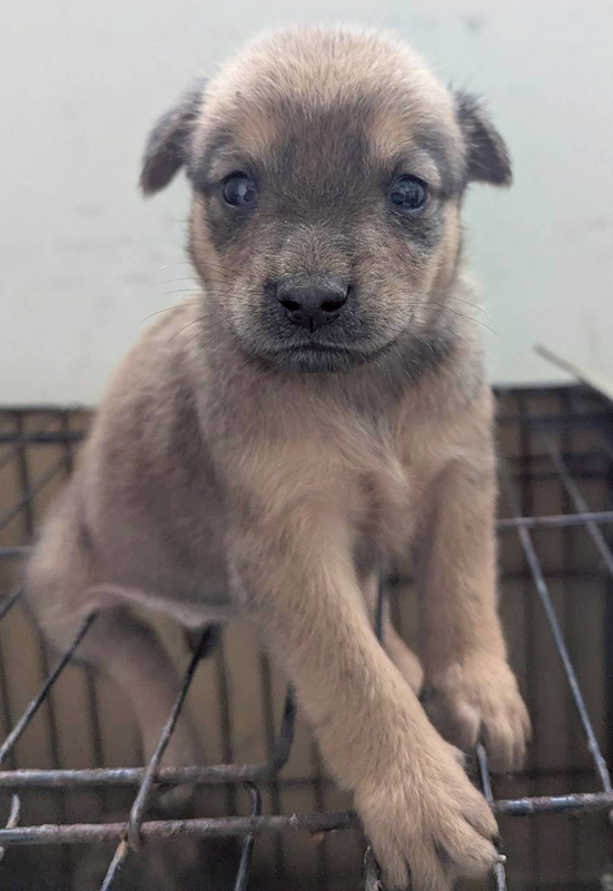 花蓮縣狗貓躍動園區,編號:440359, 混種犬          