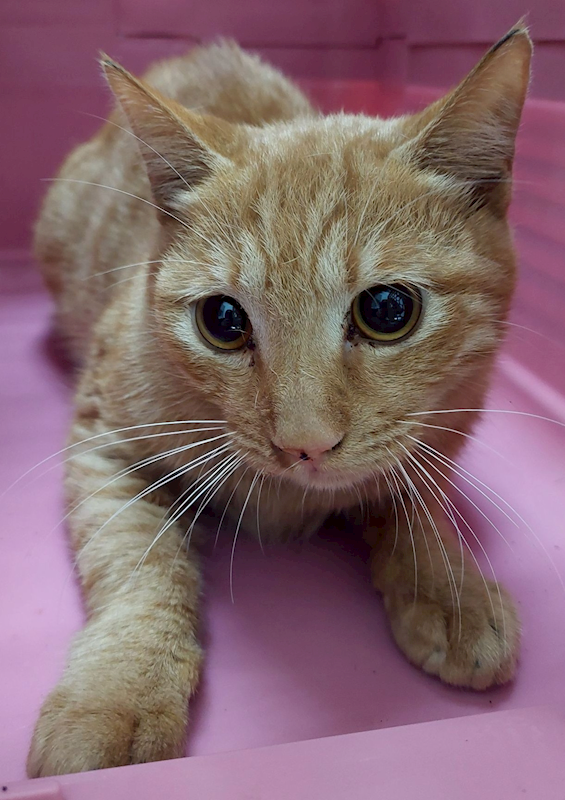 花蓮縣狗貓躍動園區,編號:438369, 混種貓                 