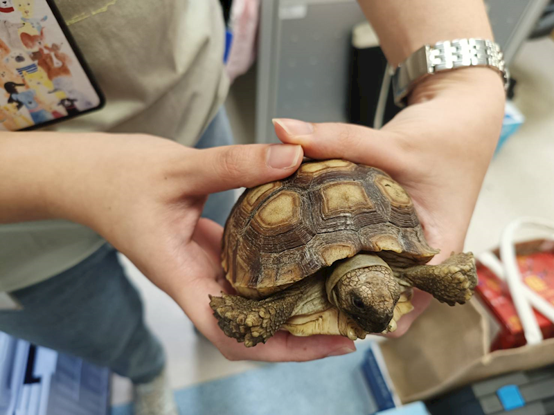新竹市動物保護教育園區,編號:448530, 蘇卡達象龜