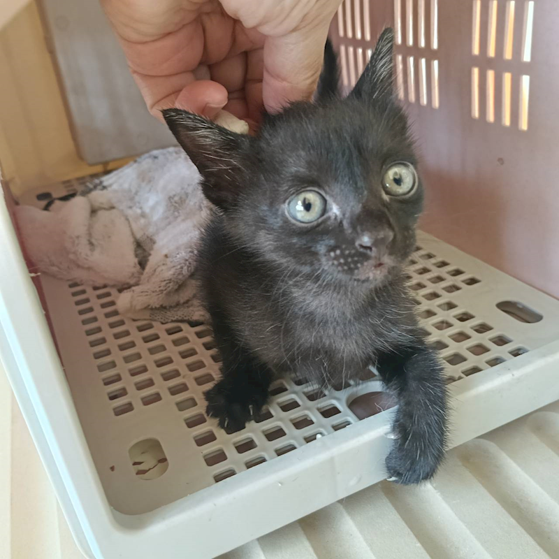 新竹市動物保護教育園區,編號:448515, 混種貓                 