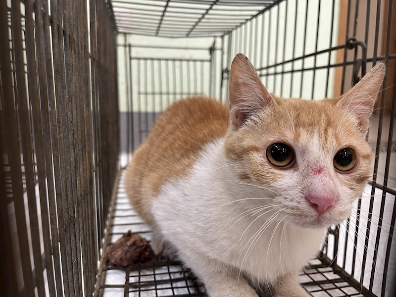 金門縣動物收容中心,編號:448513, 混種貓                 