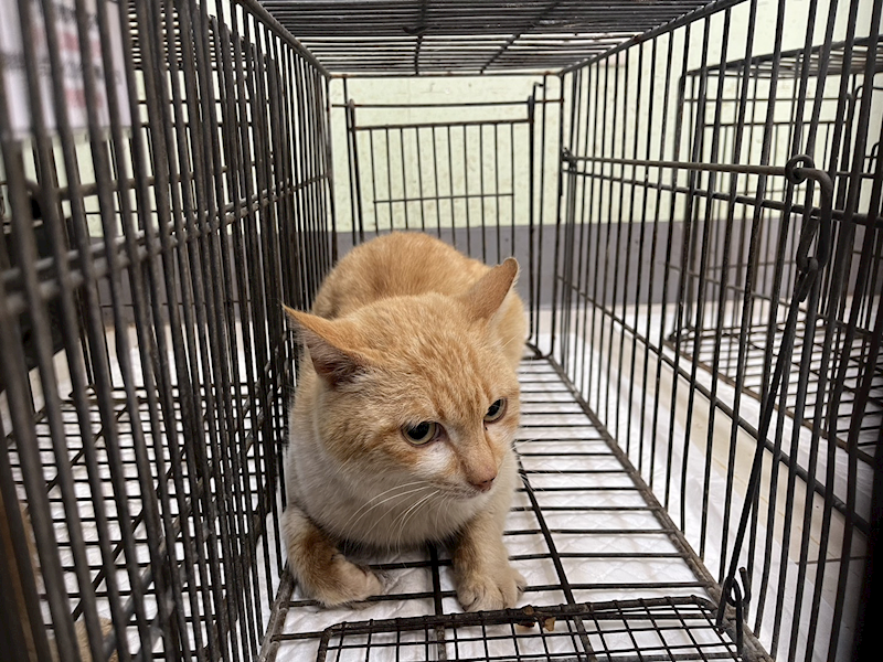 金門縣動物收容中心,編號:448512, 混種貓                 