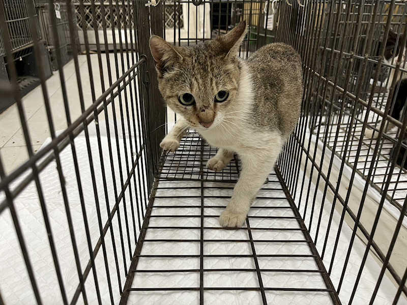 金門縣動物收容中心,編號:447554, 混種貓                 