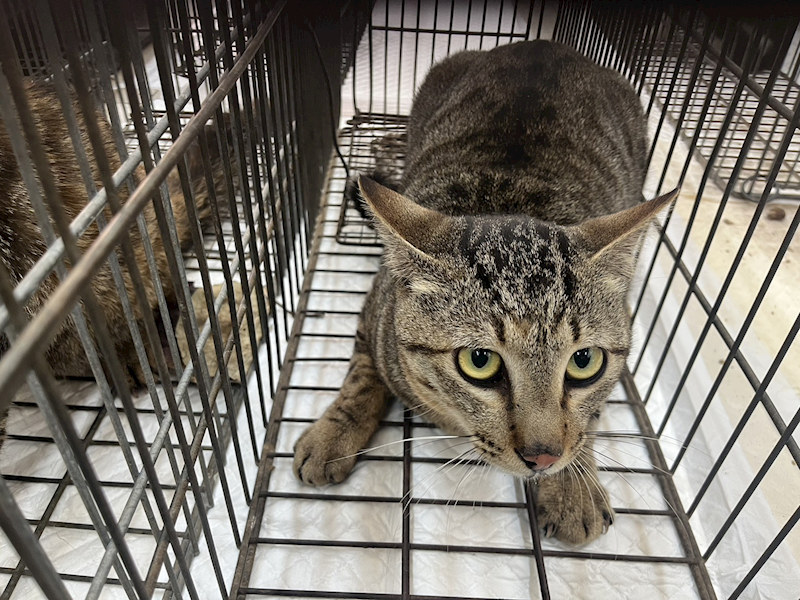 金門縣動物收容中心,編號:447550, 混種貓                 