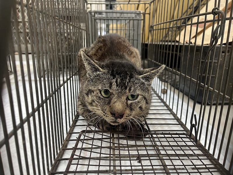 金門縣動物收容中心,編號:447551, 混種貓                 