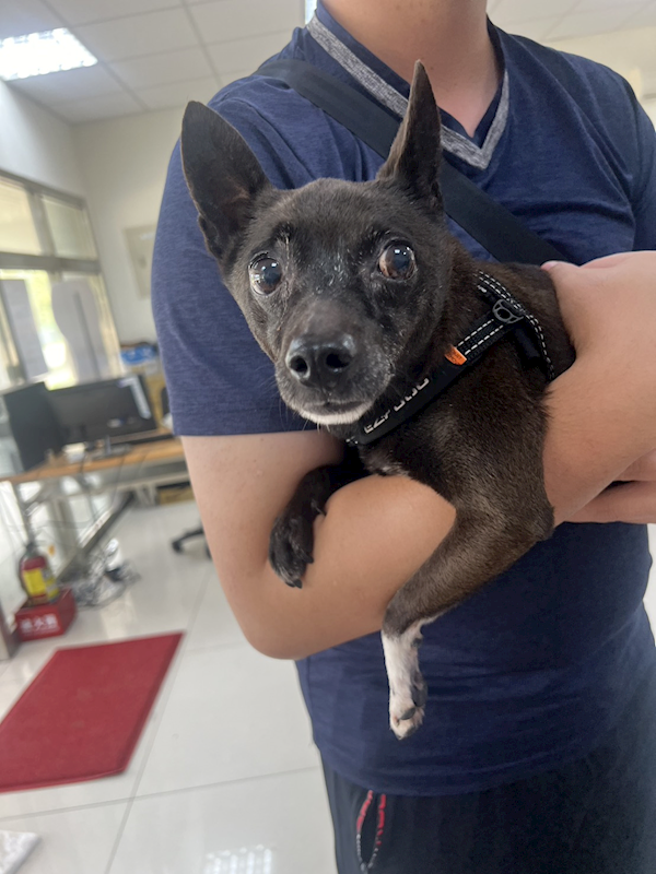 苗栗縣動物保護教育園區,編號:448483, 混種犬          