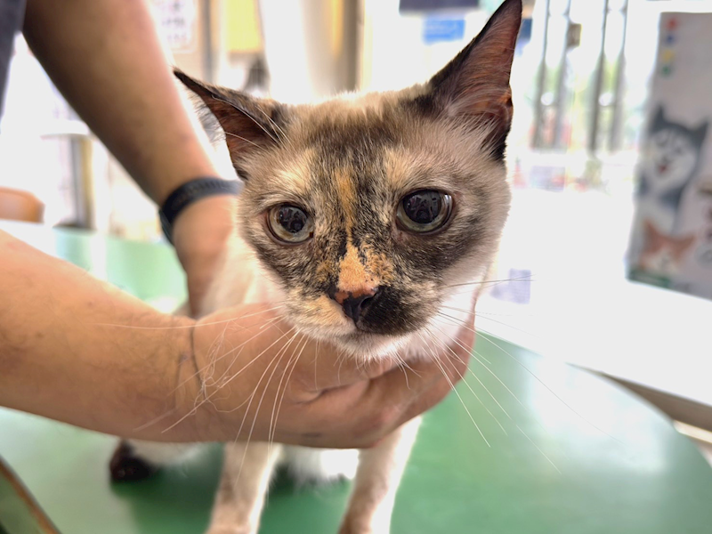 高雄市壽山動物保護教育園區,編號:448468, 暹羅貓                 