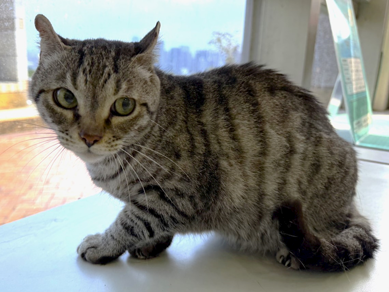 高雄市壽山動物保護教育園區,編號:448467, 混種貓                 