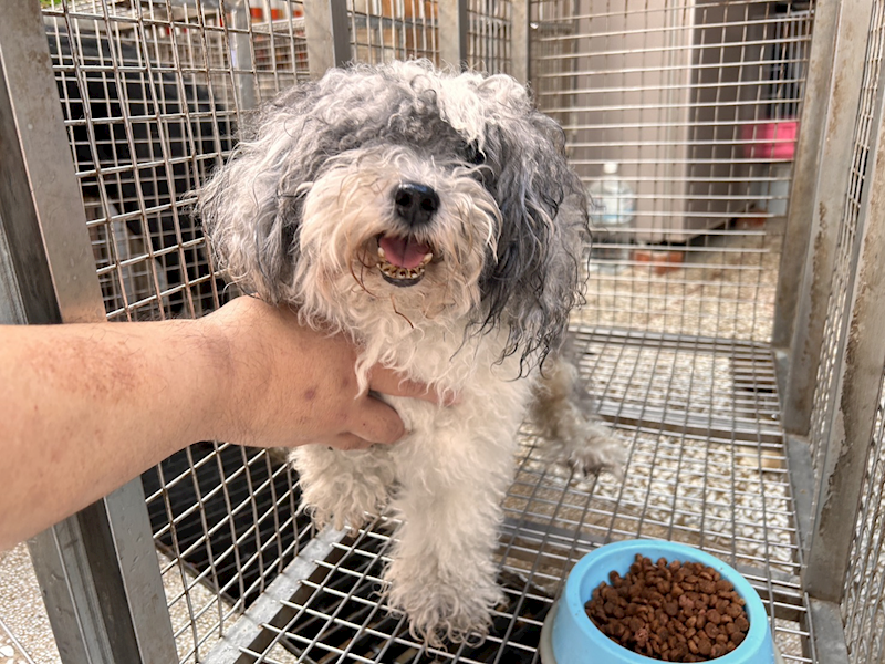 高雄市壽山動物保護教育園區,編號:448466, 瑪爾濟斯犬           