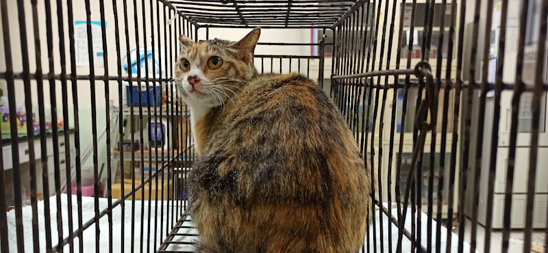 金門縣動物收容中心,編號:448640, 混種貓                 