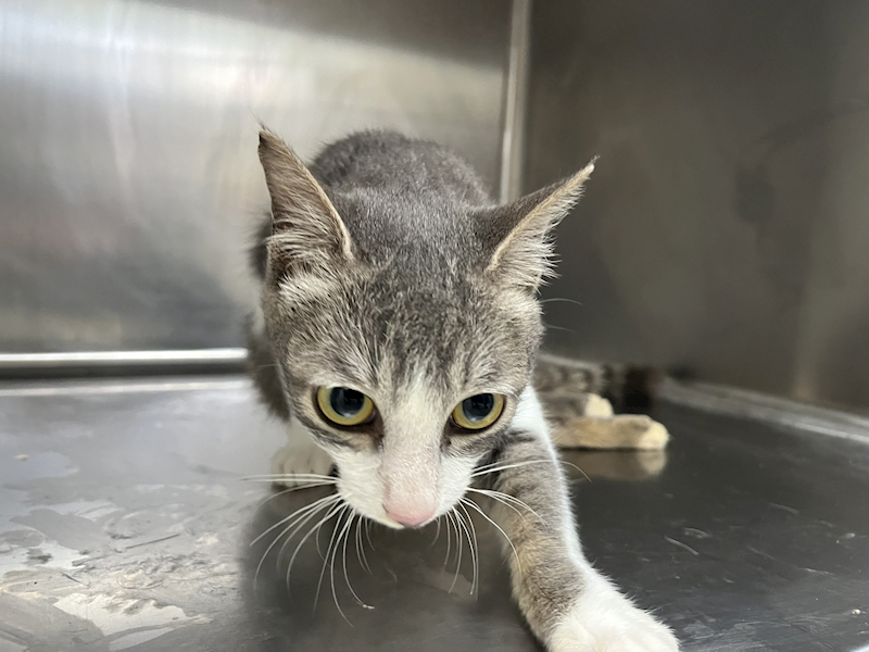 臺北市動物之家,編號:447221, 混種貓                 