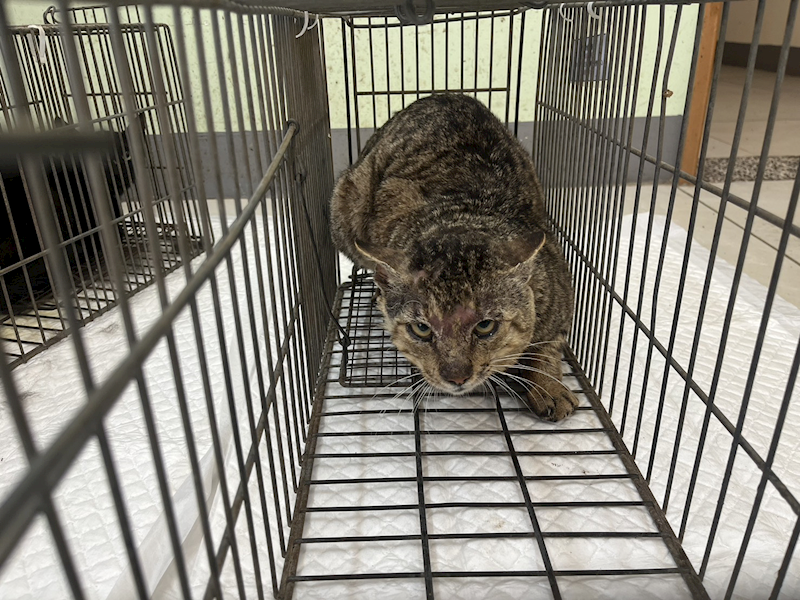 金門縣動物收容中心,編號:448639, 混種貓                 