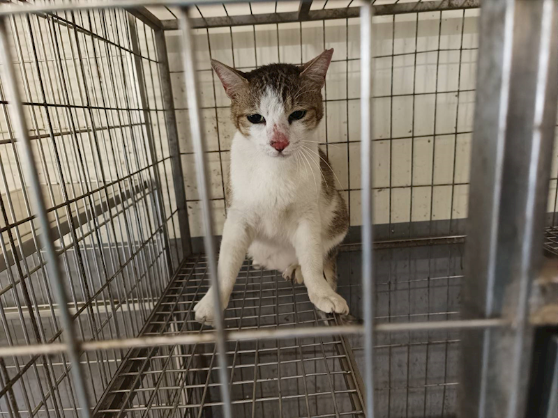 新竹市動物保護教育園區,編號:448653, 混種貓                 