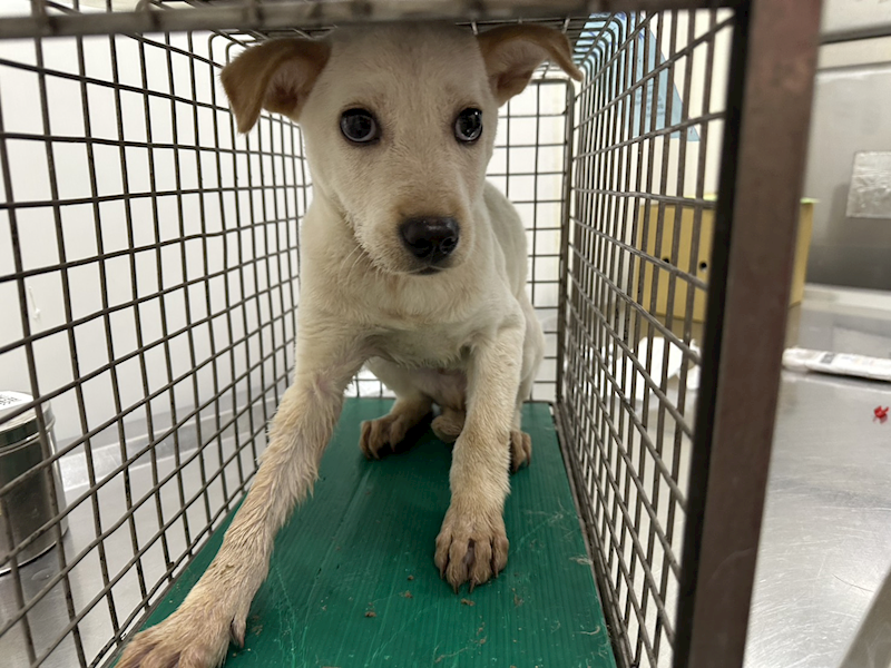 臺北市動物之家,編號:448539, 混種犬          