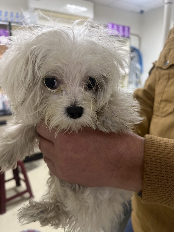 苗栗縣動物保護教育園區,編號:442741, 瑪爾濟斯犬           