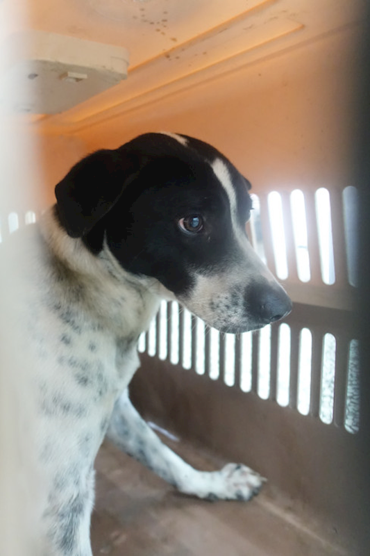 宜蘭縣流浪動物中途之家,編號:448758, 混種犬          