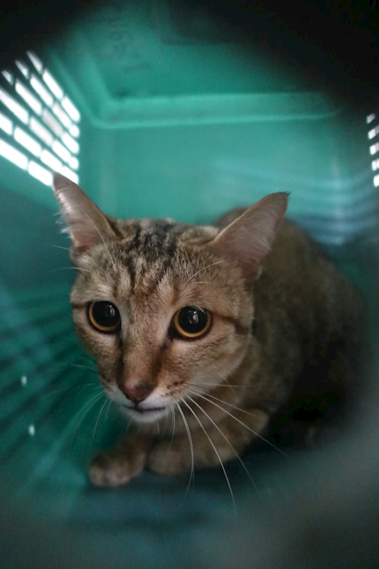 宜蘭縣流浪動物中途之家,編號:448756, 混種貓                 